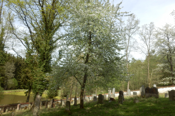 Foto Židovský hřbitov u Zběšiček k trase 