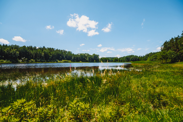 Foto turistického cíle Líšnický rybník u Milevska (Pytlák)