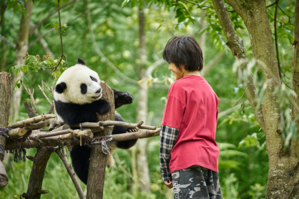 Panda a já