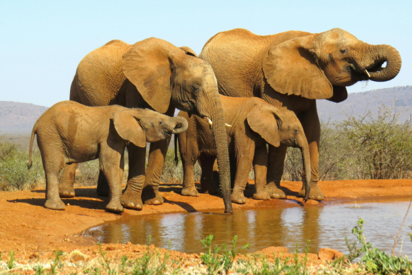 KČT - Státy jihu Afriky
