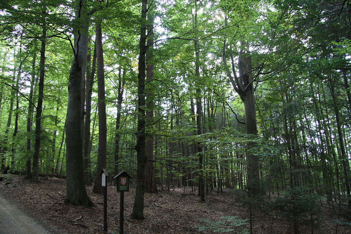 Foto Sobědražský prales