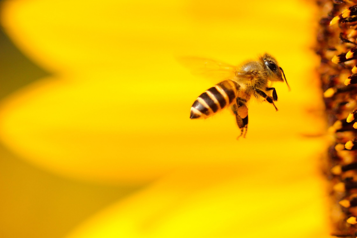 Foto Včelí tajemství a jejich pouto s přírodou
