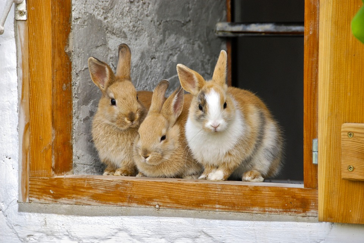 Foto Okresní výstava