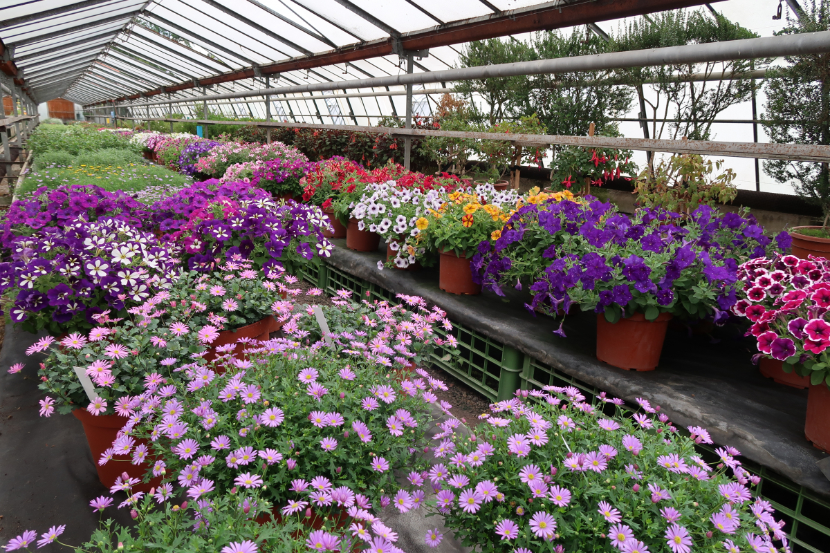 Foto Čimelice 2023 - výstava květin, zahradních doplňků a drobného zvířectva