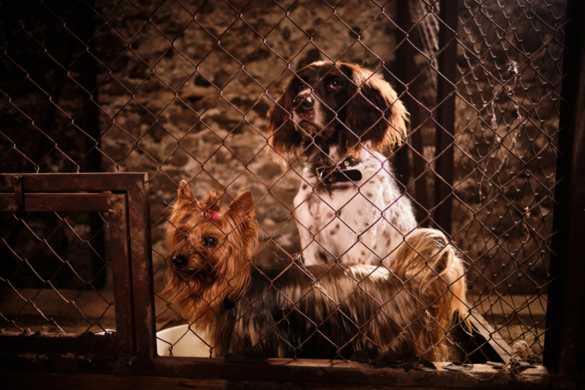 Foto Lassie: Nové dobrodružství