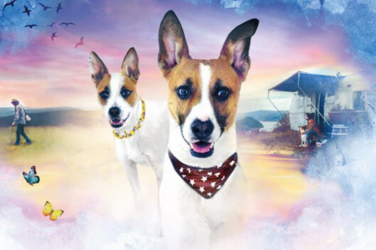 Foto Letní kino - Gump - jsme dvojka