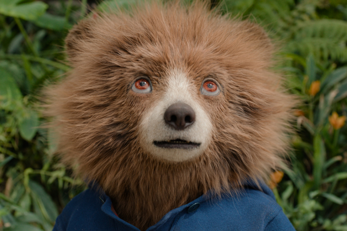 Foto Paddington v džungli