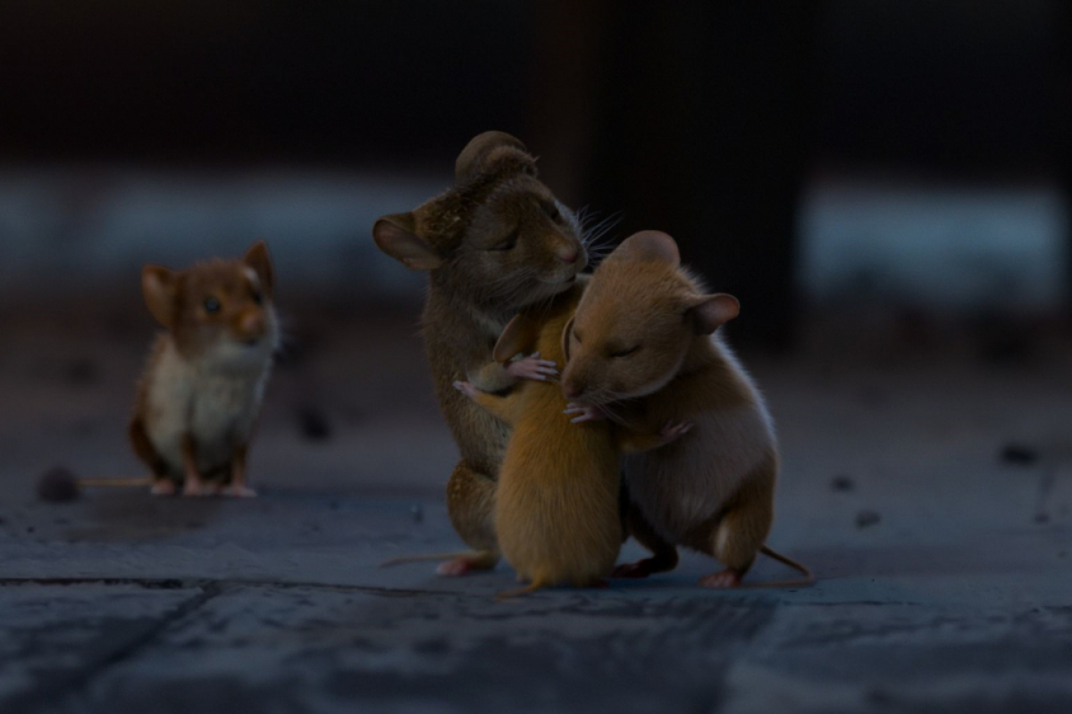 Foto Myši v akci: Vánoční past