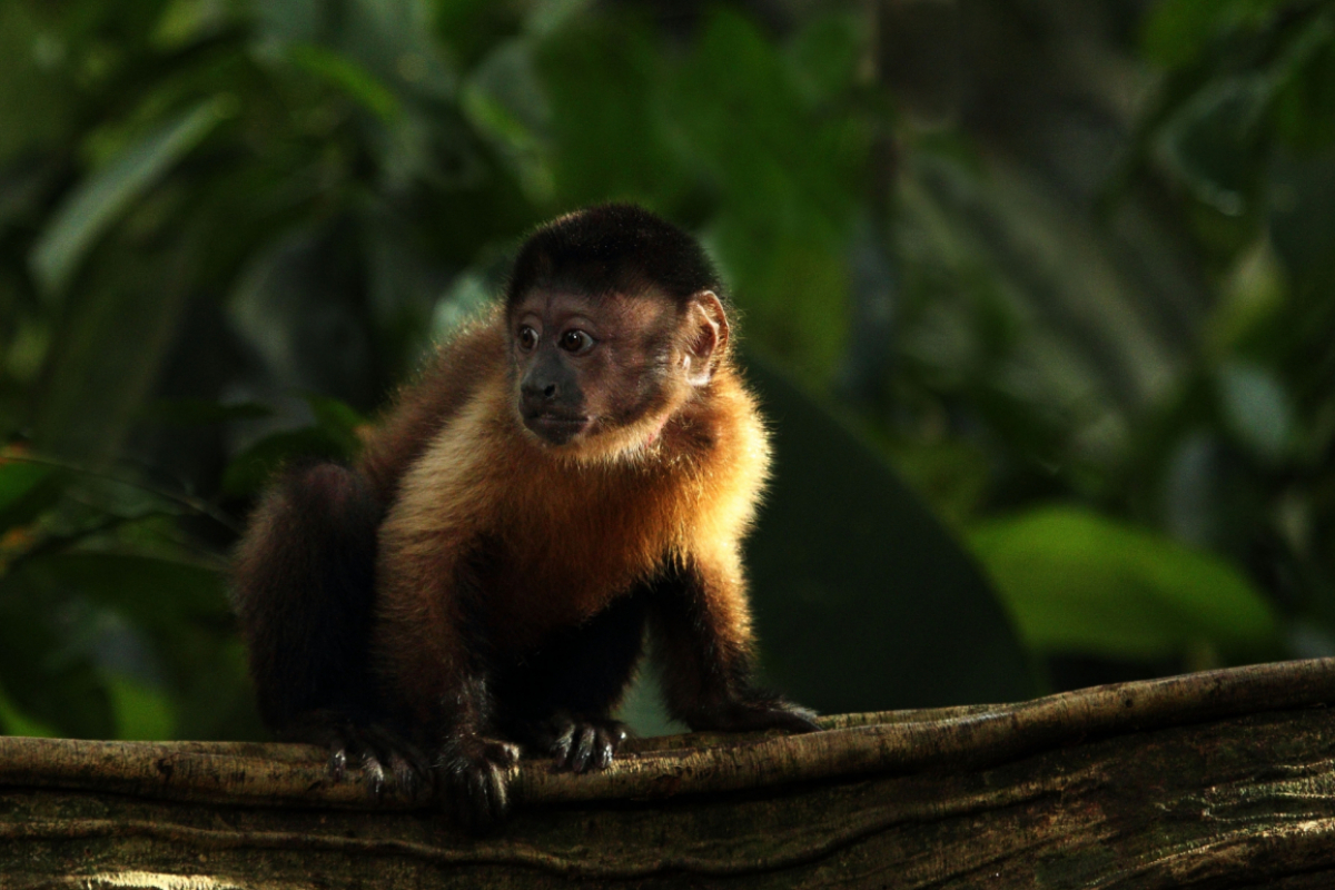 Foto Amazonie
